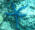 blue.jpg